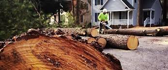 Ferndale, CA Tree Care Company