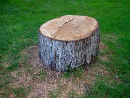 Best Tree and Shrub Care  in Ferndale, CA