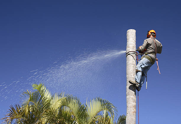 Best Arborist Consultation Services  in Ferndale, CA