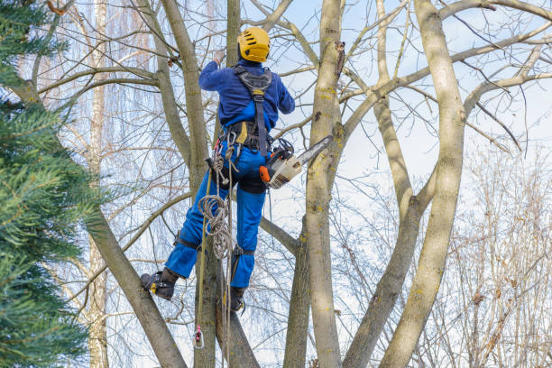 Best Arborist Consultation Services  in Ferndale, CA