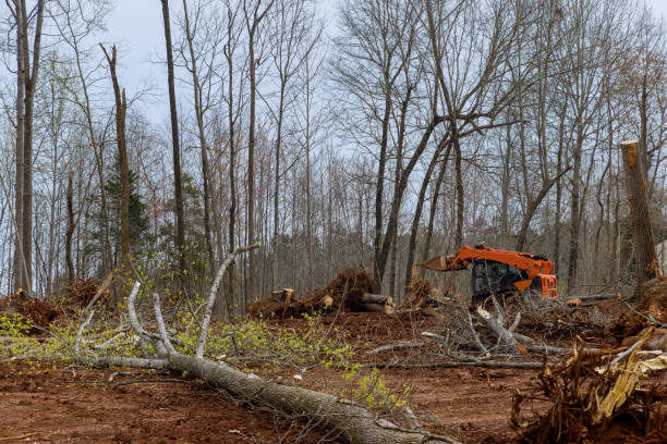 Best Stump Grinding and Removal  in Ferndale, CA
