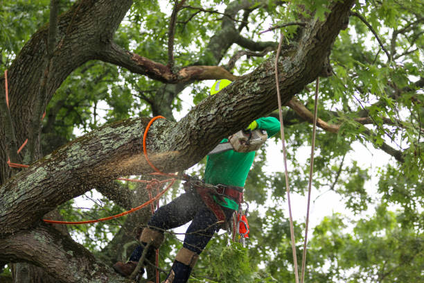 Best Storm Damage Tree Cleanup  in Ferndale, CA