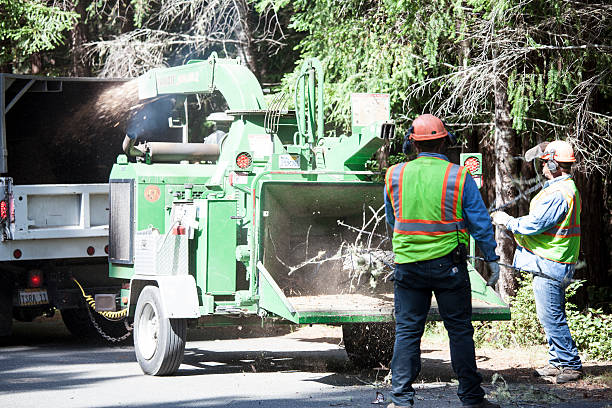 Best Palm Tree Trimming  in Ferndale, CA