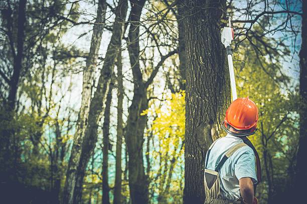 Best Tree Cabling and Bracing  in Ferndale, CA